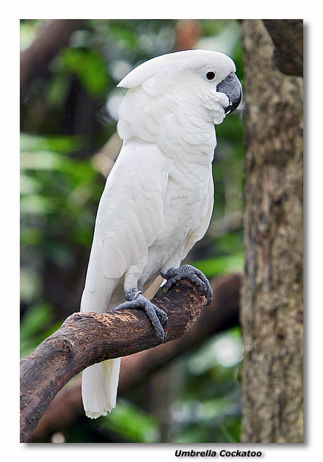 Umbrella Cockatoo