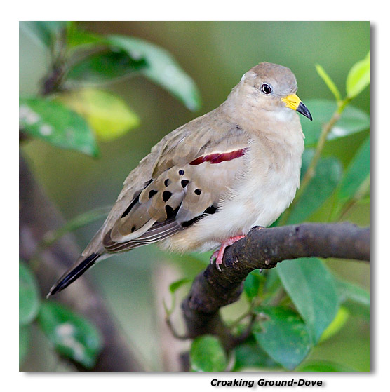 Croaking Ground-Dove
