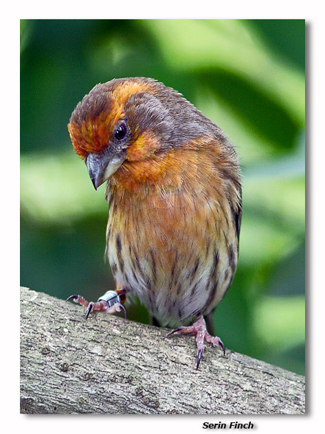 Serin Finch