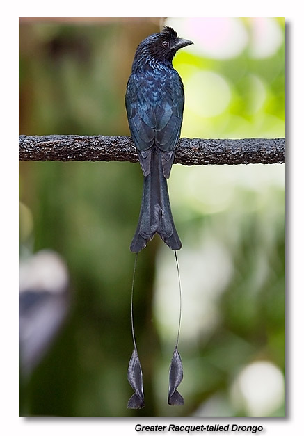 Greater Racket-tailed Drongo