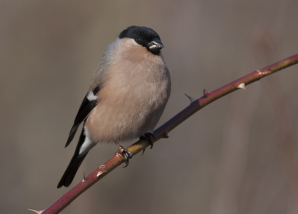 Common Bullfinch female- Dompap - Pyrrhula pyrrhula