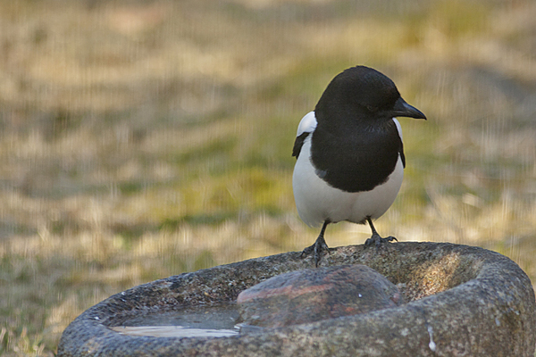Magpie - Husskade - Pica pica