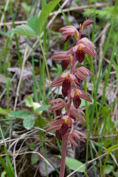 Striped Coralroot