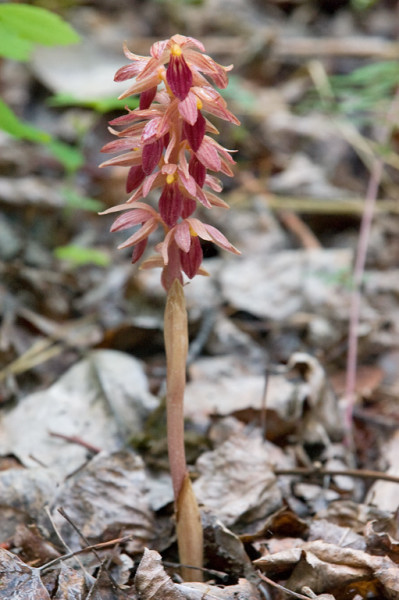 Striped Coralroot