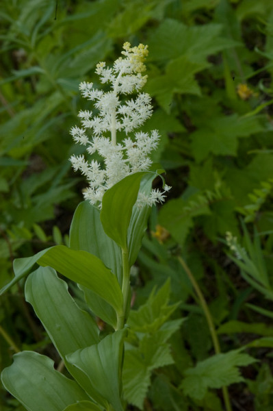 False Solomons seal  Smilacina rasemosa