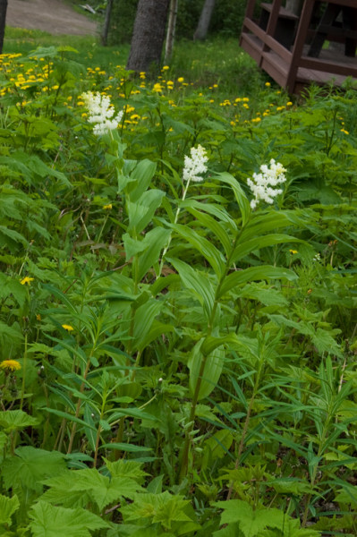 False Solomons seal  Smilacina rasemosa