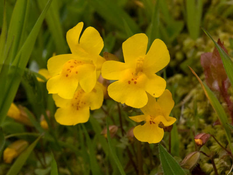 Large Monkey Flower   Mimulus guttatus