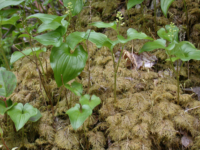 Canada May Flower - Maianthemum bifolium