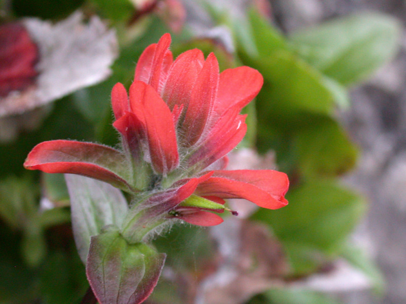 Paintbrush mountainside sp.  Castilleja