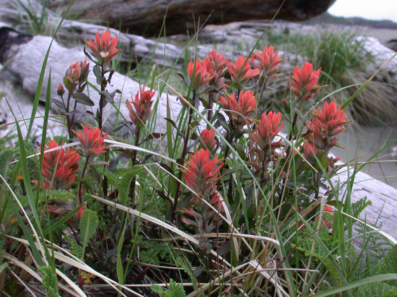 Paintbrush mountainside sp.  Castilleja
