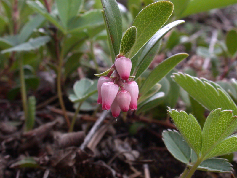 Kinnikinnick, creeper - Arctostaphylos uva-ursi