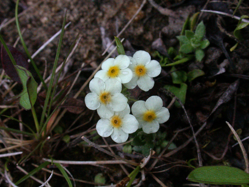 DSCN6334.jpg