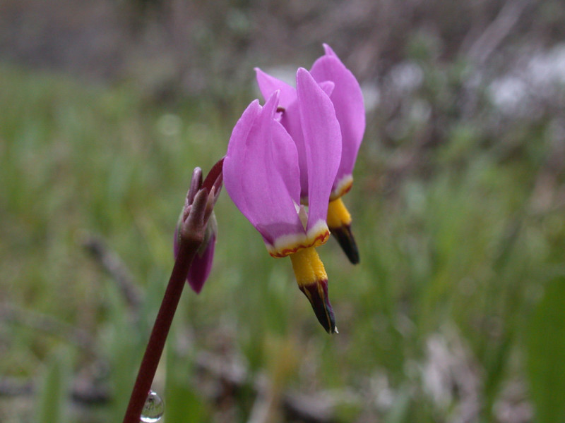 Few-flowered Shooting Star - Dodecatheon pulchellum