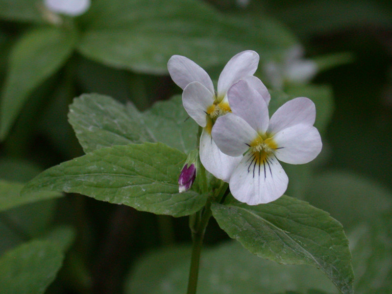 Canada Violet - Viola canadensis