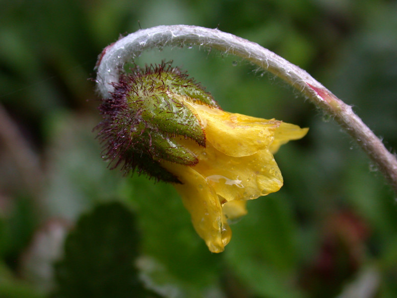 DSCN6371.jpg