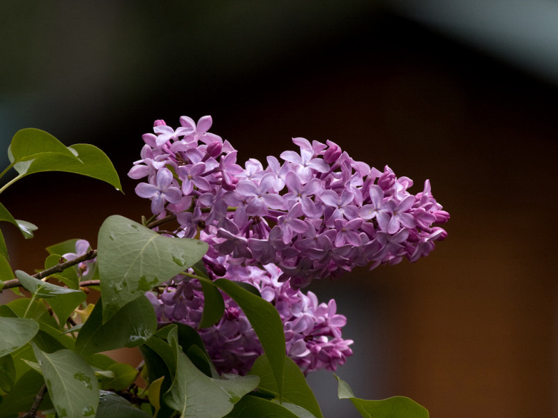 Lilac