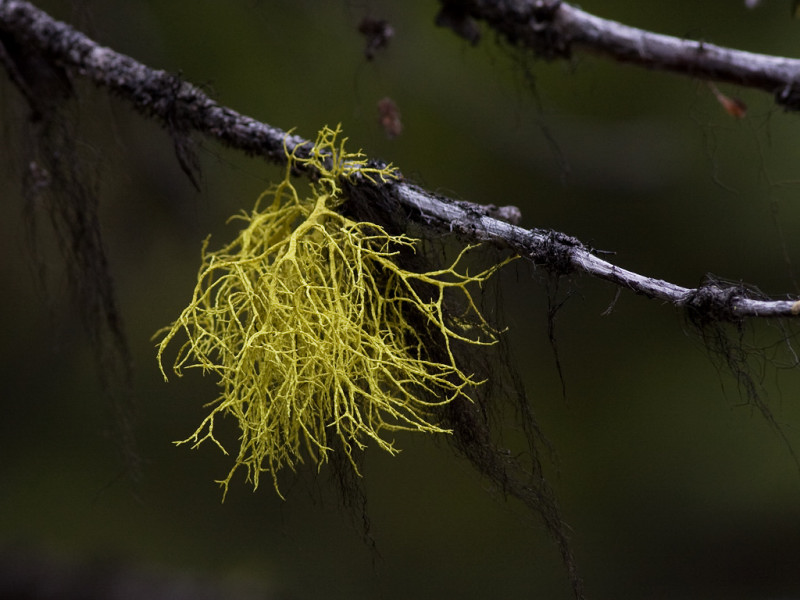Lichen ssp.