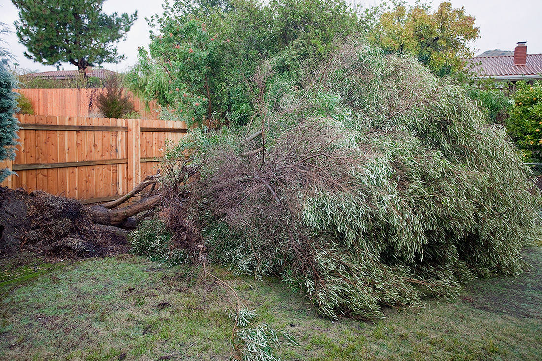 Scratch One Tree