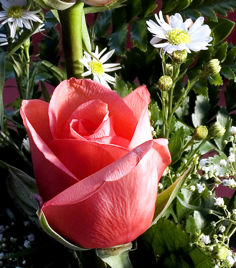 The Rose