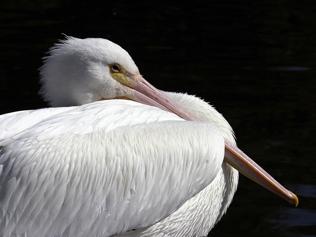 The Pelican
