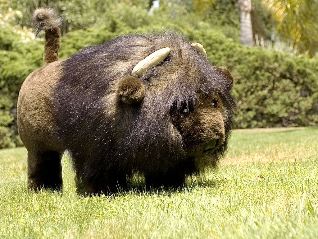 The Bison