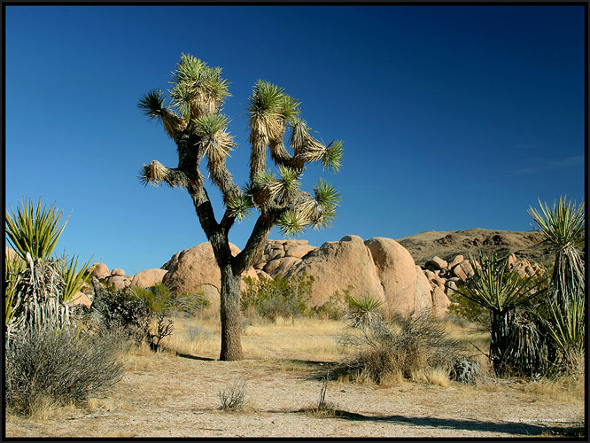 Joshua Tree