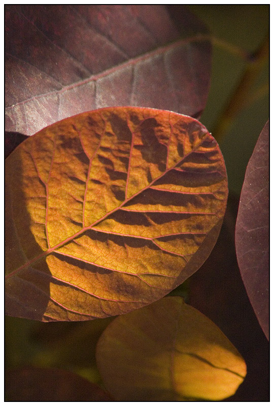 Leaf.jpg