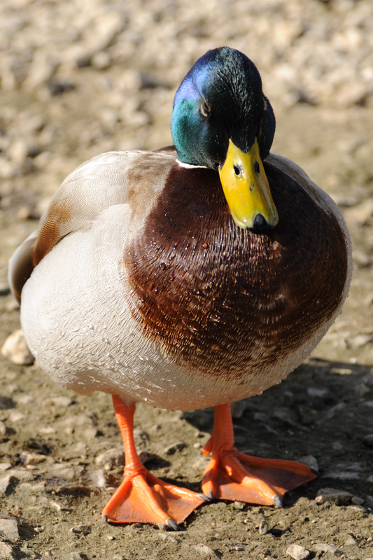 13 March: A Fat Duck