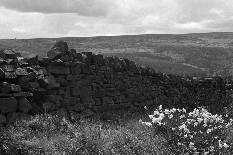 Wild daffodils