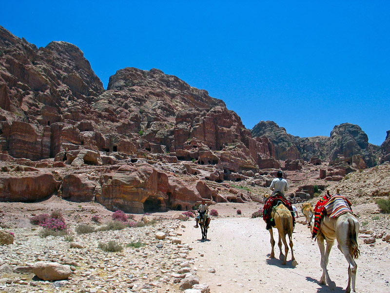 Camel taxi