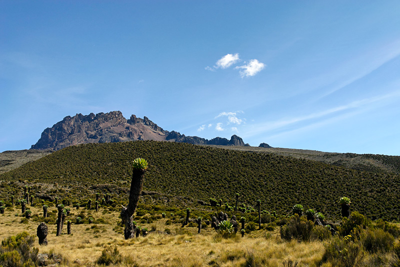 Mawenzi Peak - a 5 m high Kilimanjaro aloe in the foreground