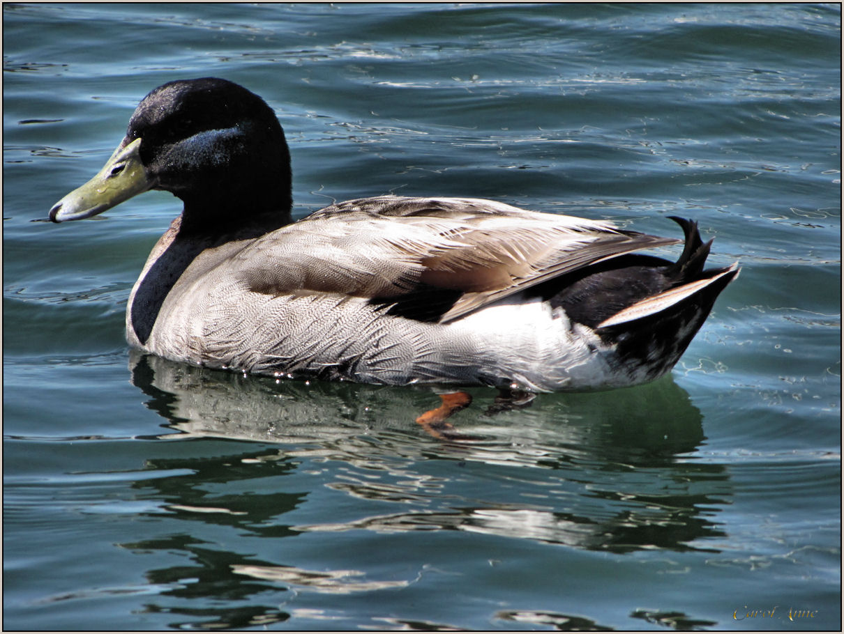 Duck WB June 2010