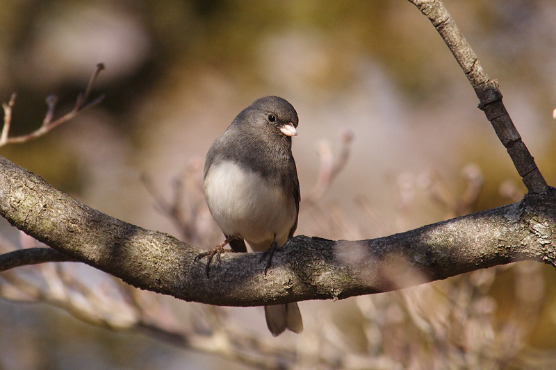 dark-eyed junco 072.jpg