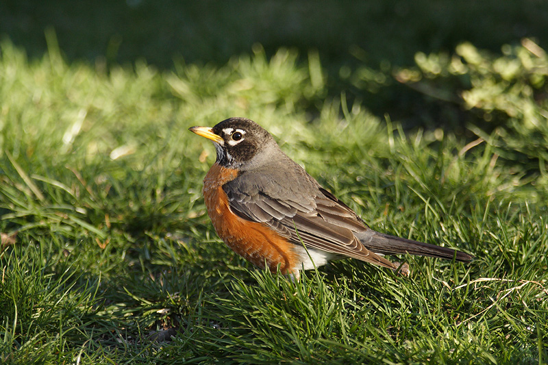 american robin 011.jpg