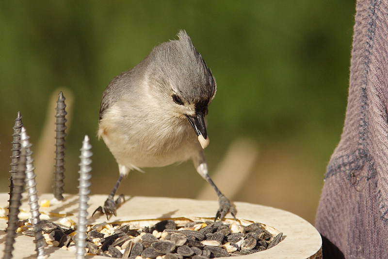 tufted titmouse 071.jpg