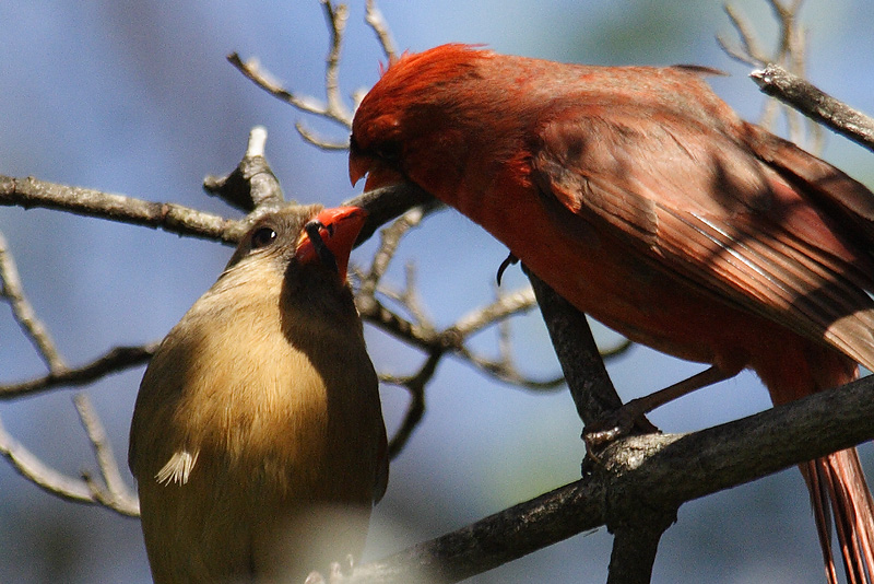 cardinal 073.jpg