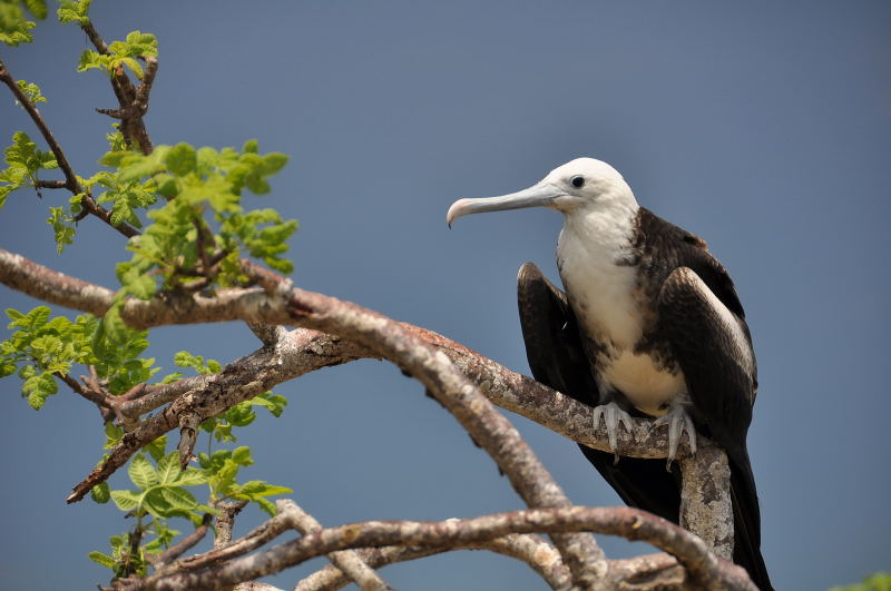 Female frigate bird