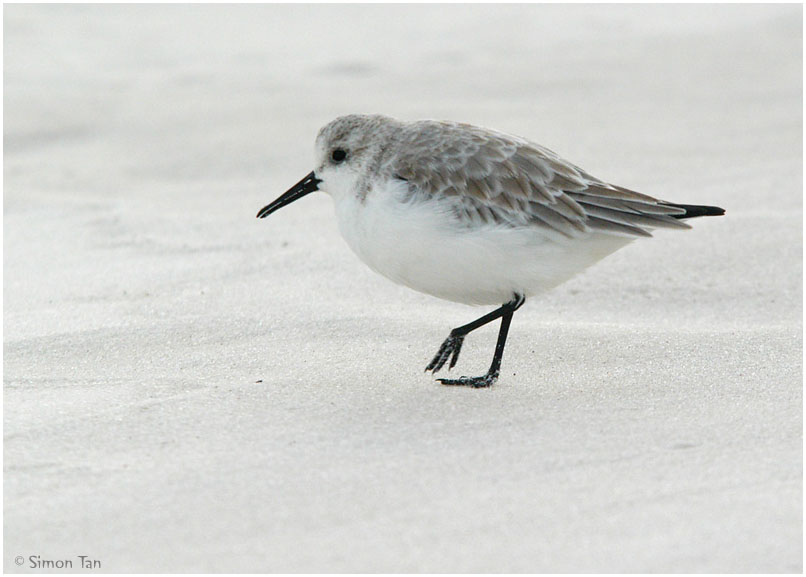 1126_29_Sanderling.jpg
