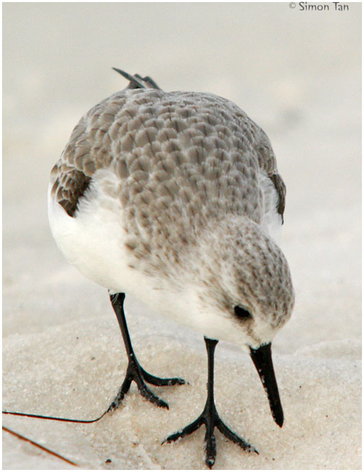 1126_31_Sanderling.jpg