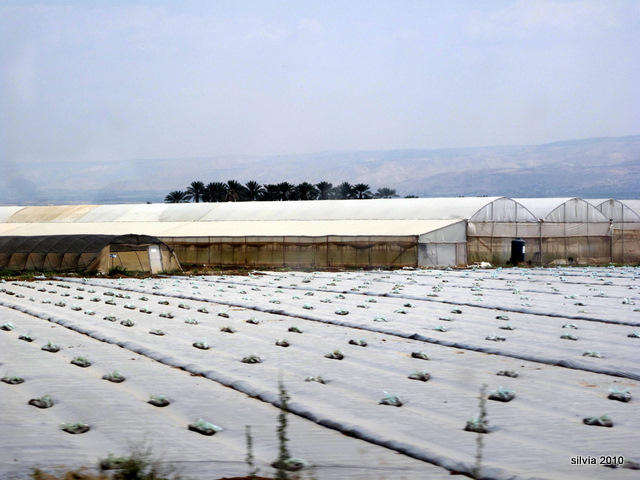 campo blanco
