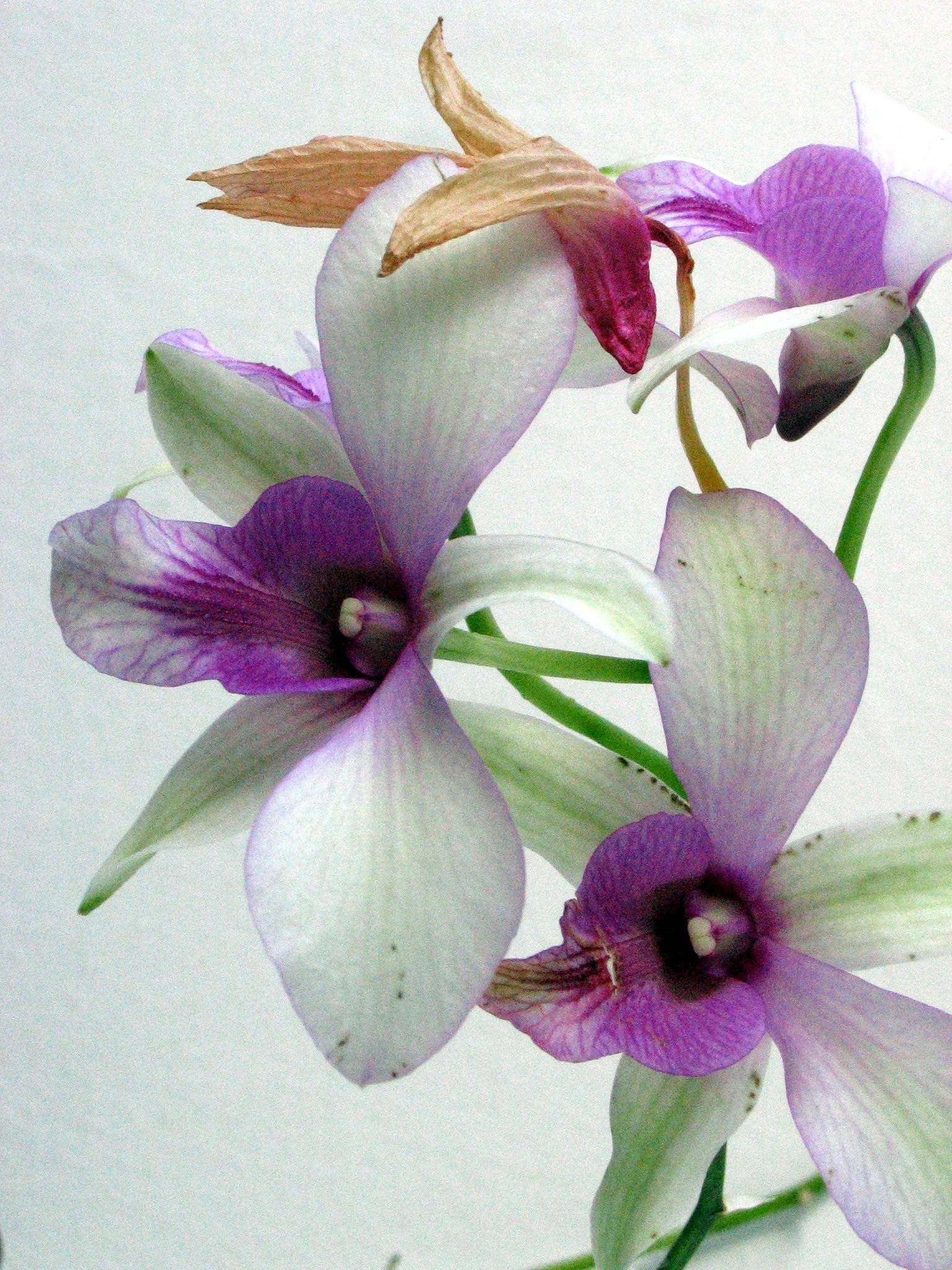 orquidea 1