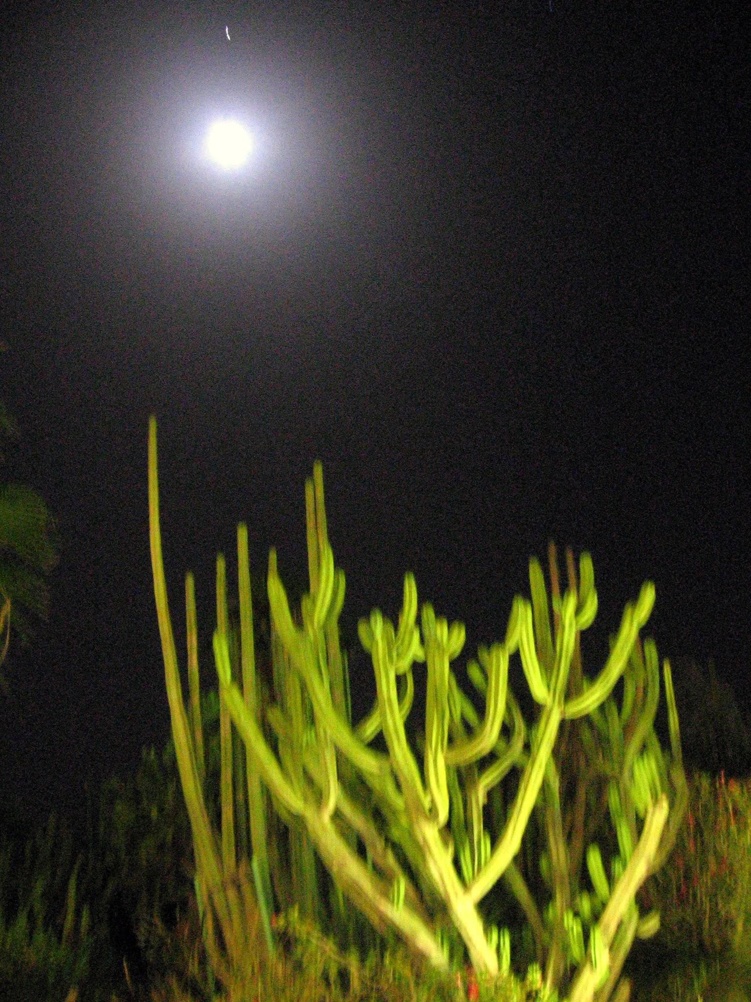  botanic garden-ein gedi