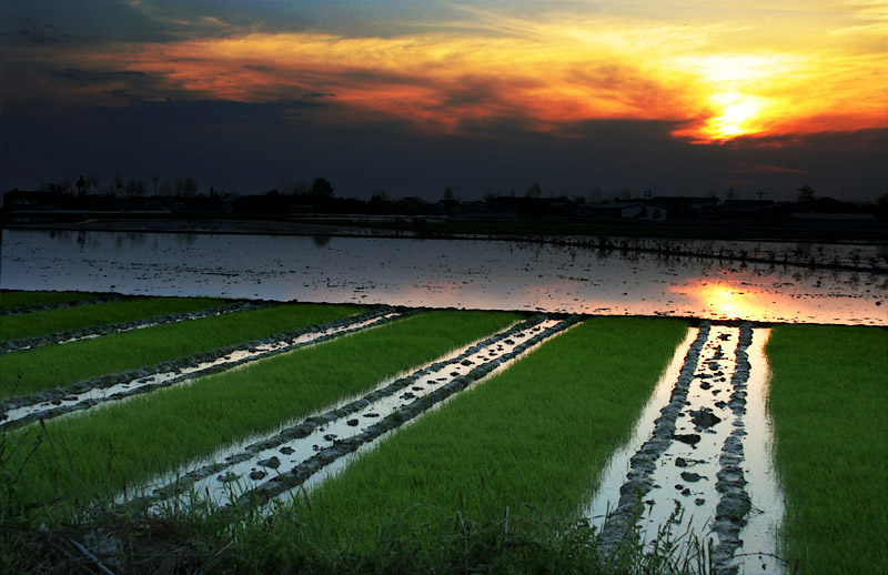 Sunset in Rice Feld