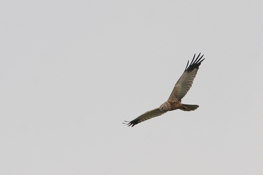 Western Marsh Harrier, Circus aeruginosus (Brun krrhk)