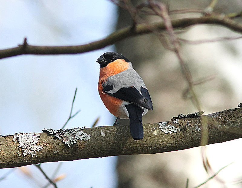 Eurasian Bullfinch, Domherre, Pyrrhula pyrrhula