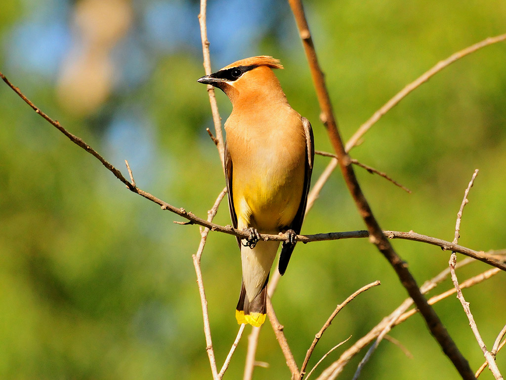 Cedar waxwing05.JPG