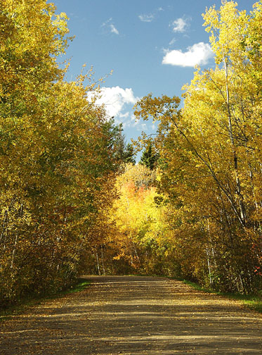 Golden aspen