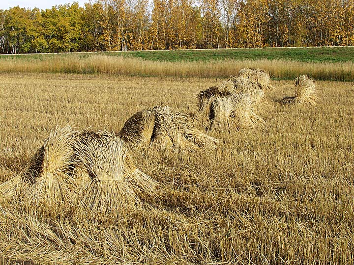Stooks