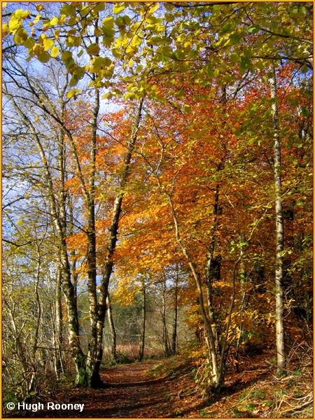  IRELAND - MONAGHAN - ROSSMORE FOREST PARK - PRIESTFIELD LAKE WALK