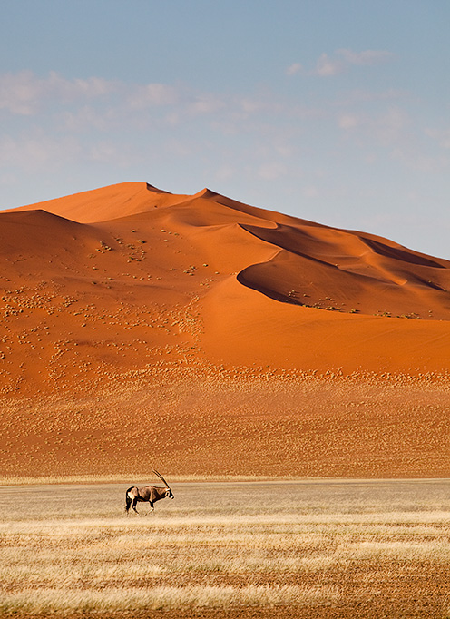 Lone Oryx in the Dunes